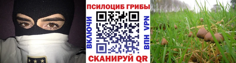 продажа наркотиков  ссылка на мегу зеркало  Псилоцибиновые грибы Magic Shrooms  Новозыбков 